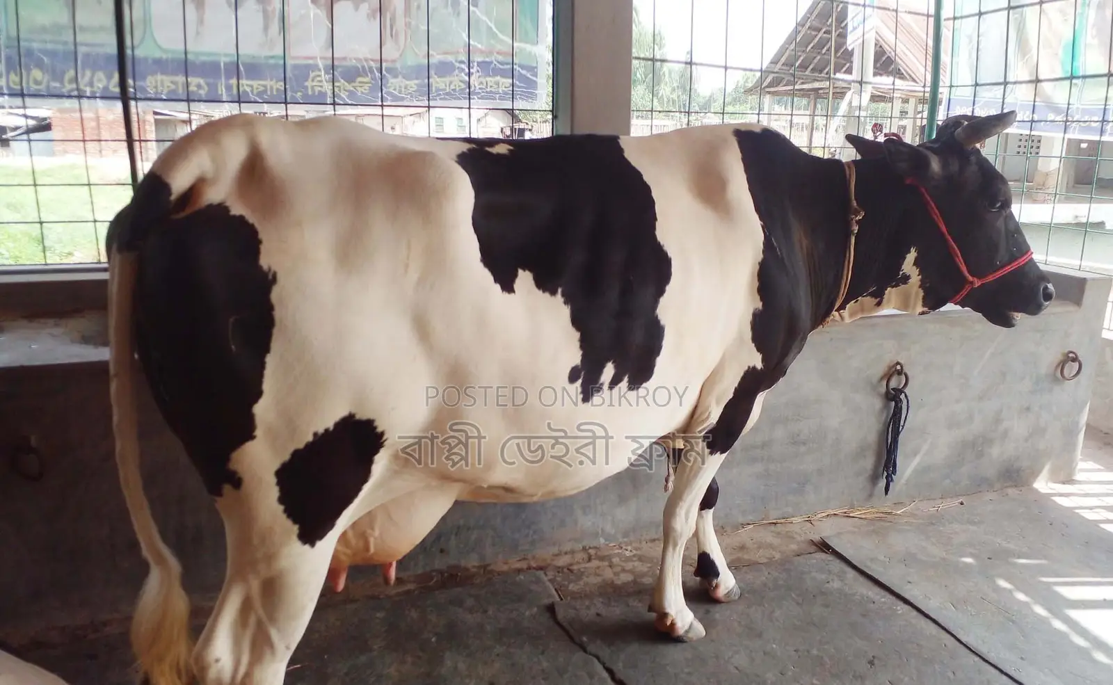 ১৩৪৬ নং উন্নত জাতের গাভী বিক্রয় হবে।