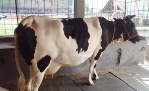 ১৩৪৬ নং উন্নত জাতের গাভী বিক্রয় হবে।