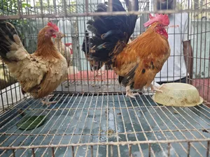 Short Serama Pair