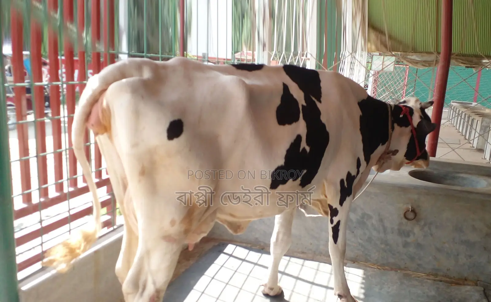 Buy Cow No. 1347 of a good breed.