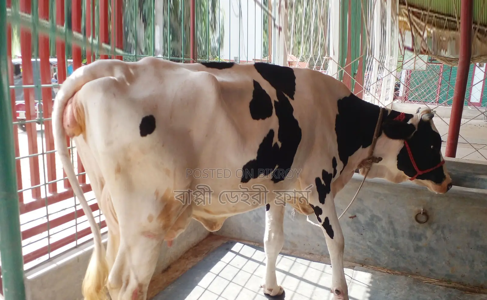 Buy Cow No. 1347 of a good breed.