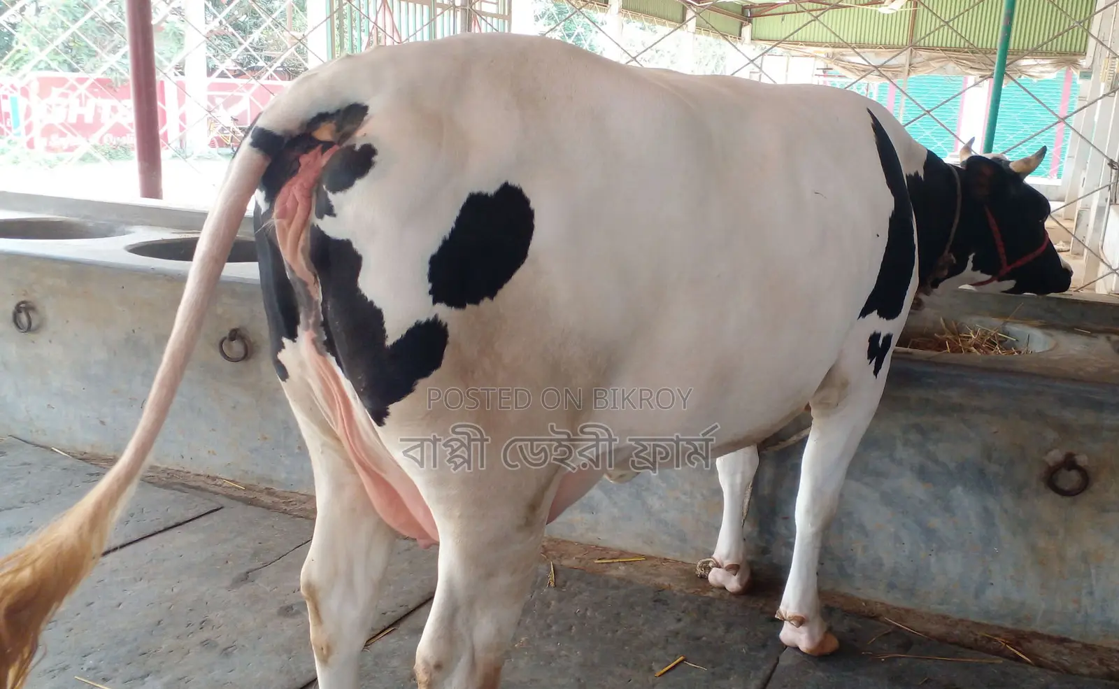 ১৩৪৮ নং নিঃসন্ধেহে গাভী কিনুন।