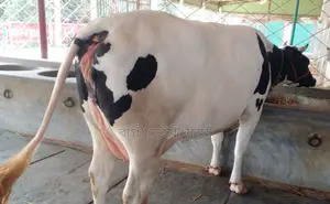 ১৩৪৮ নং নিঃসন্ধেহে গাভী কিনুন।