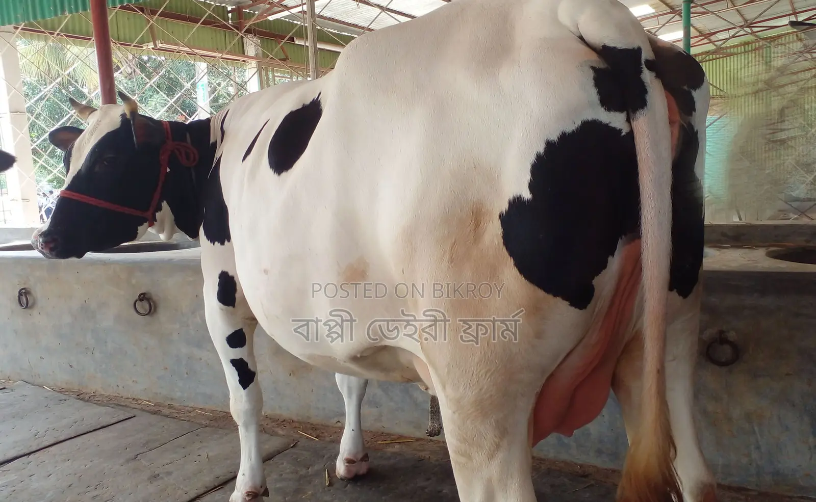 ১৩৪৮ নং নিঃসন্ধেহে গাভী কিনুন।