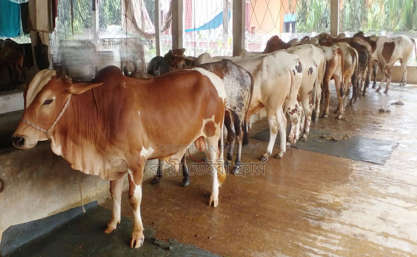 ১৩৪৯ নং ১০টি এড়ে ষাঁড় গরু বিক্রয় হবে।