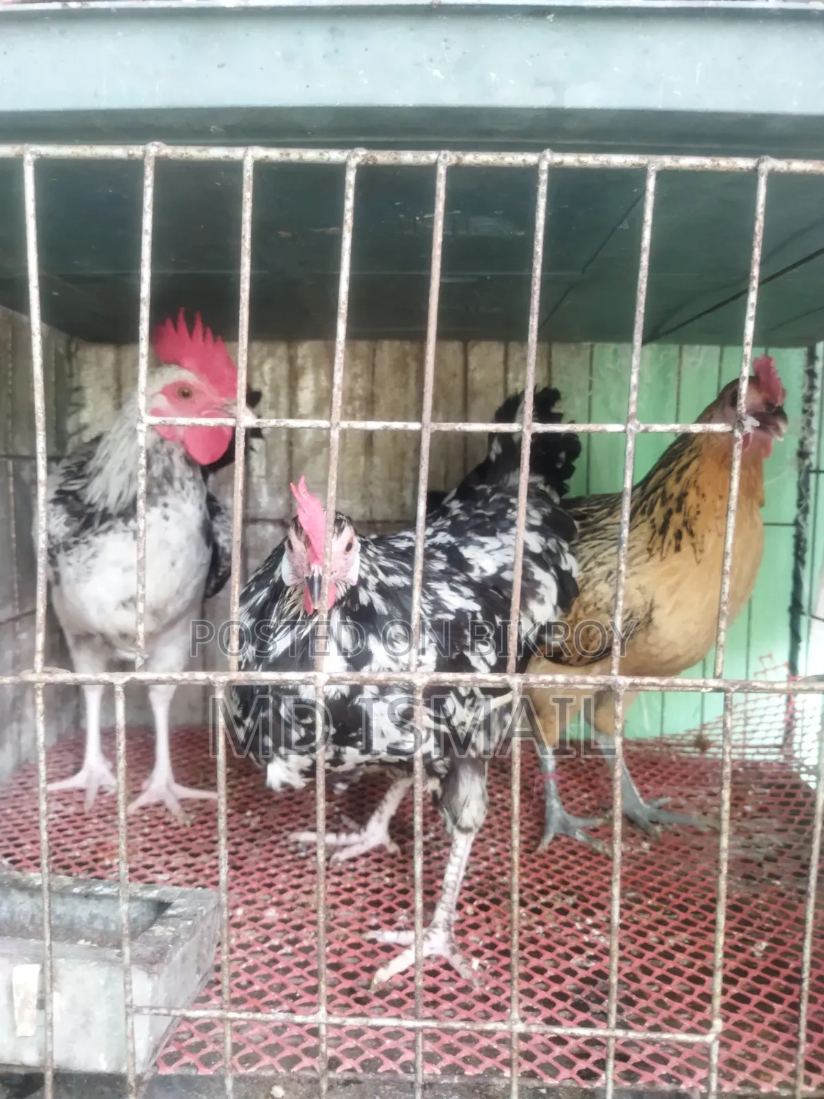Some egg-laying hens for sale