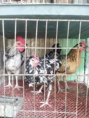 Some egg-laying hens for sale