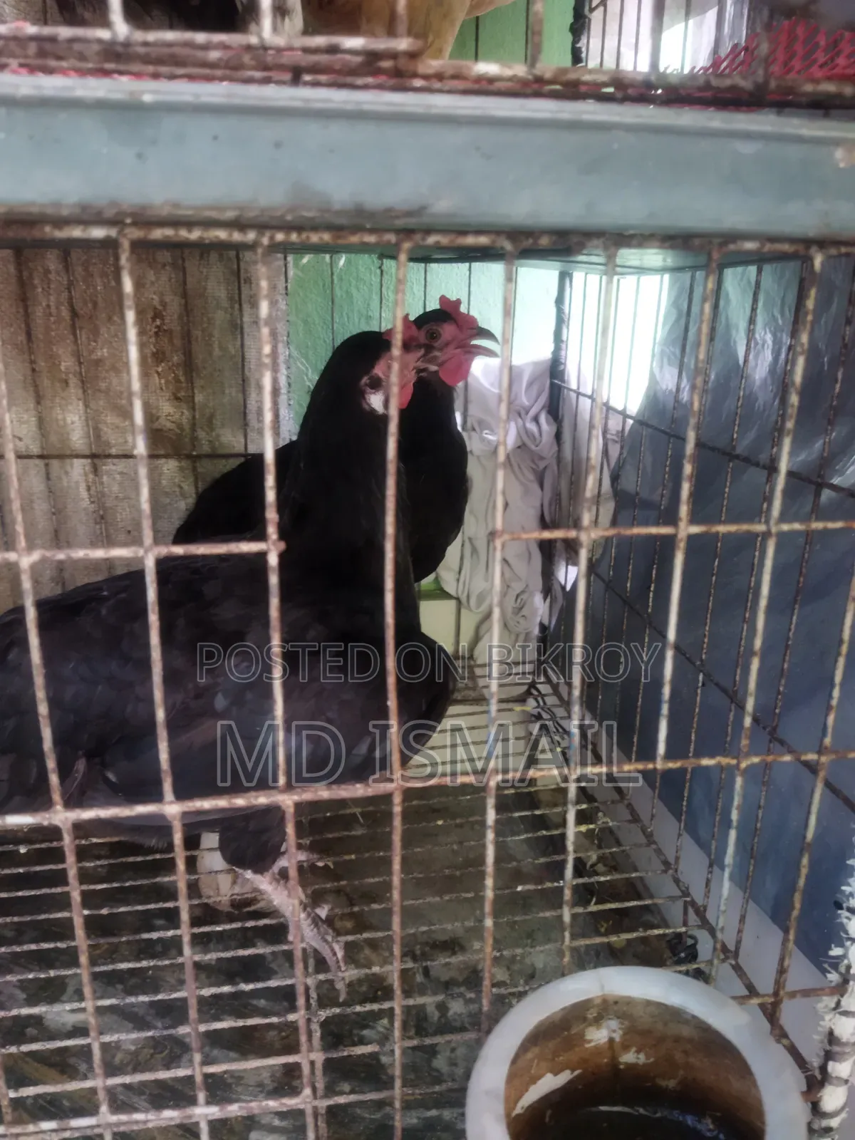 Some egg-laying hens for sale