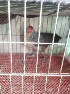 Some egg-laying hens for sale