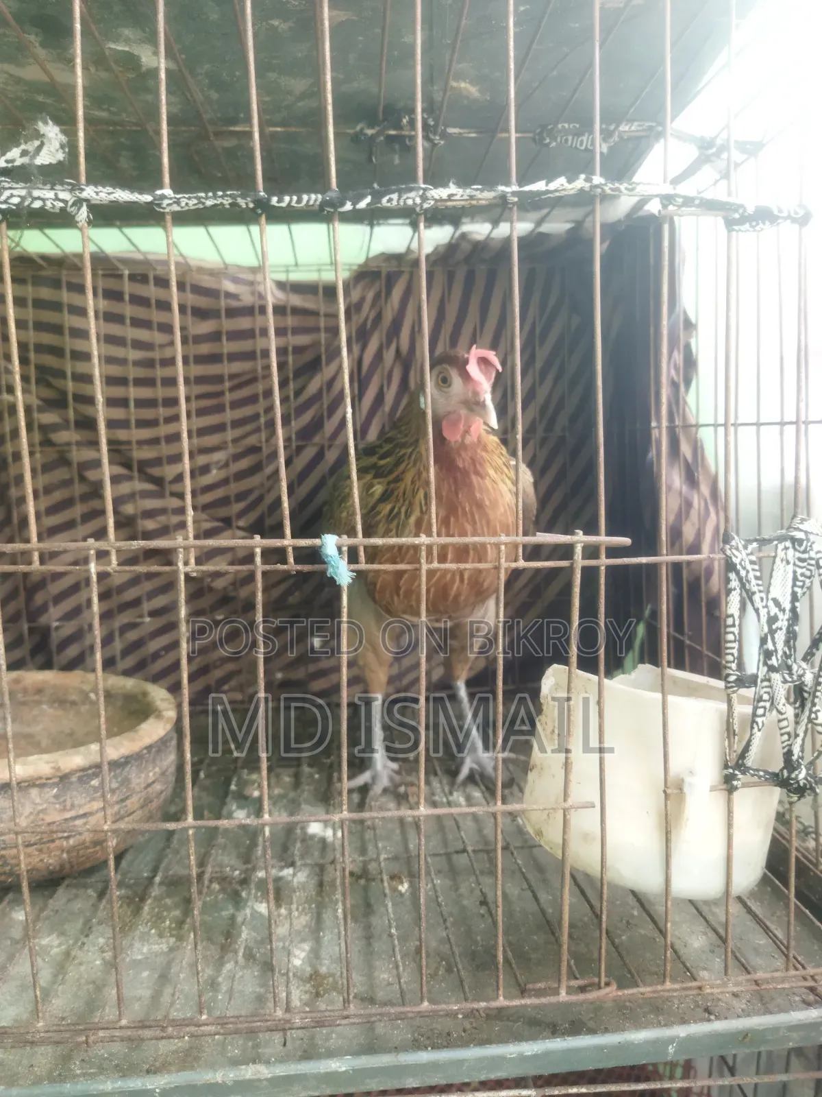 Some egg-laying hens for sale