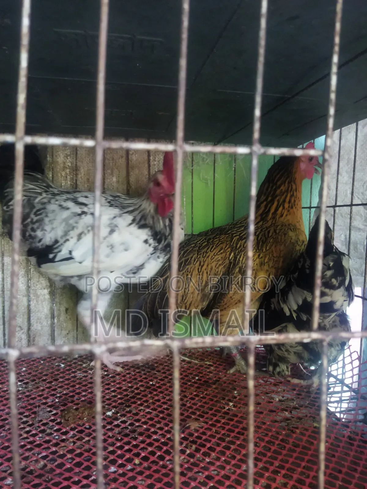 Some egg-laying hens for sale