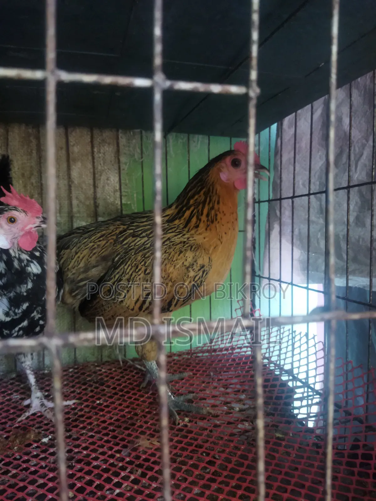 Some egg-laying hens for sale