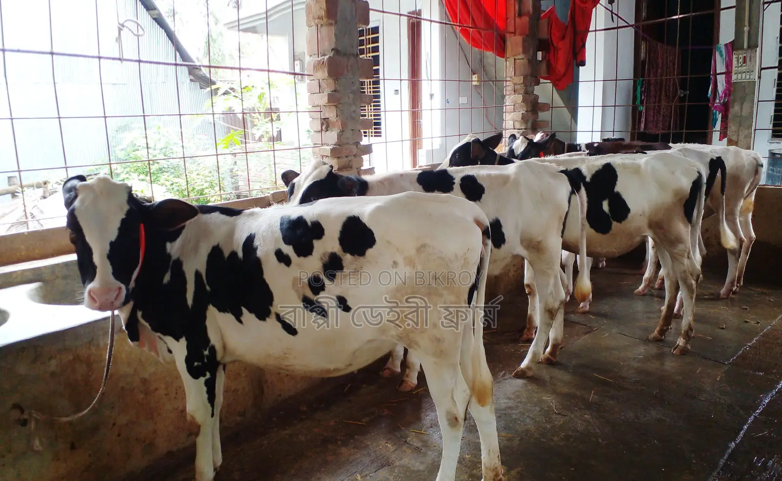 Buy 5 Heifer Calves at a Low Price