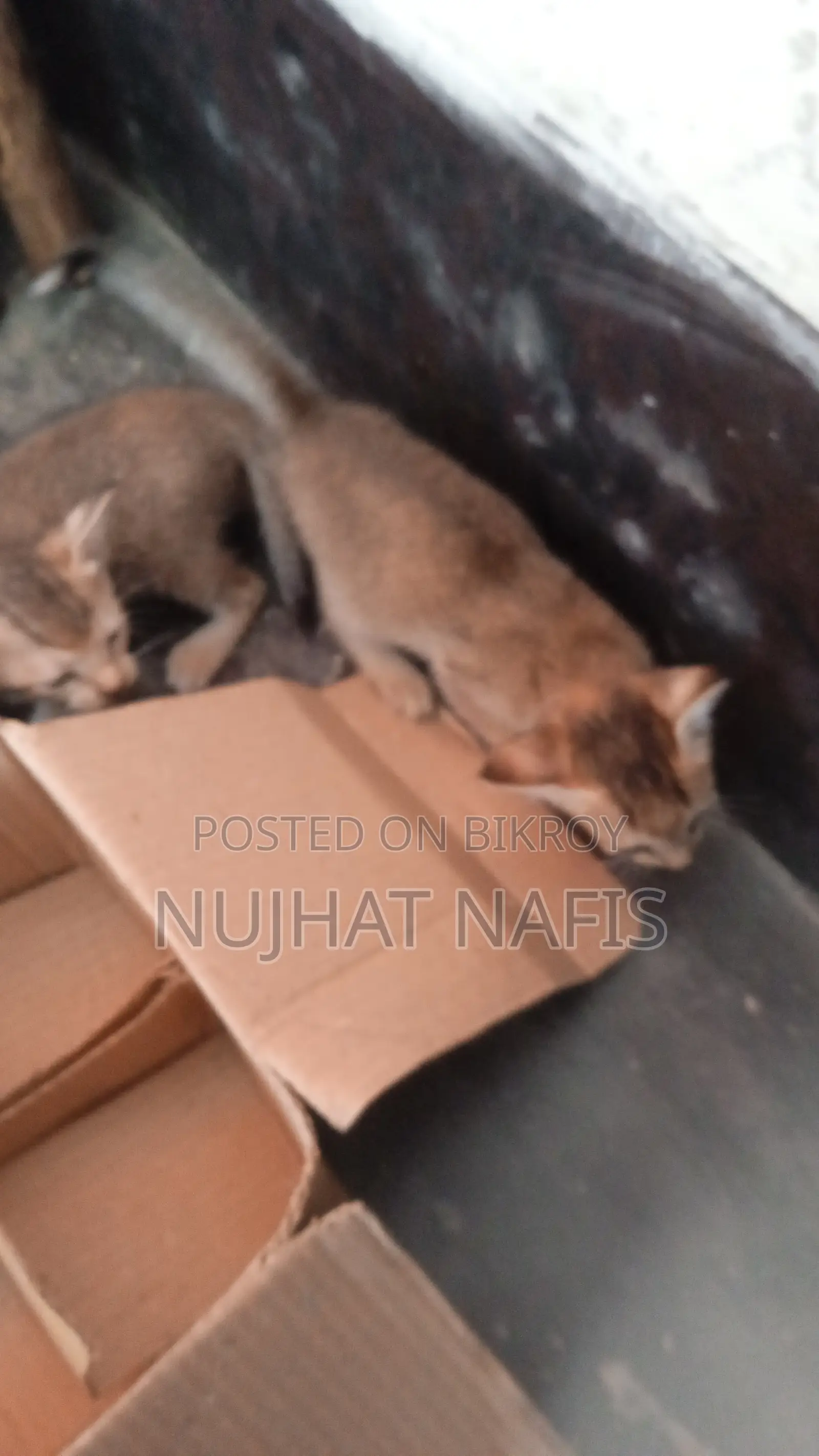 ১-৩ মাস বয়সী মেয়ে মিশ্র জাতের বেঙ্গল