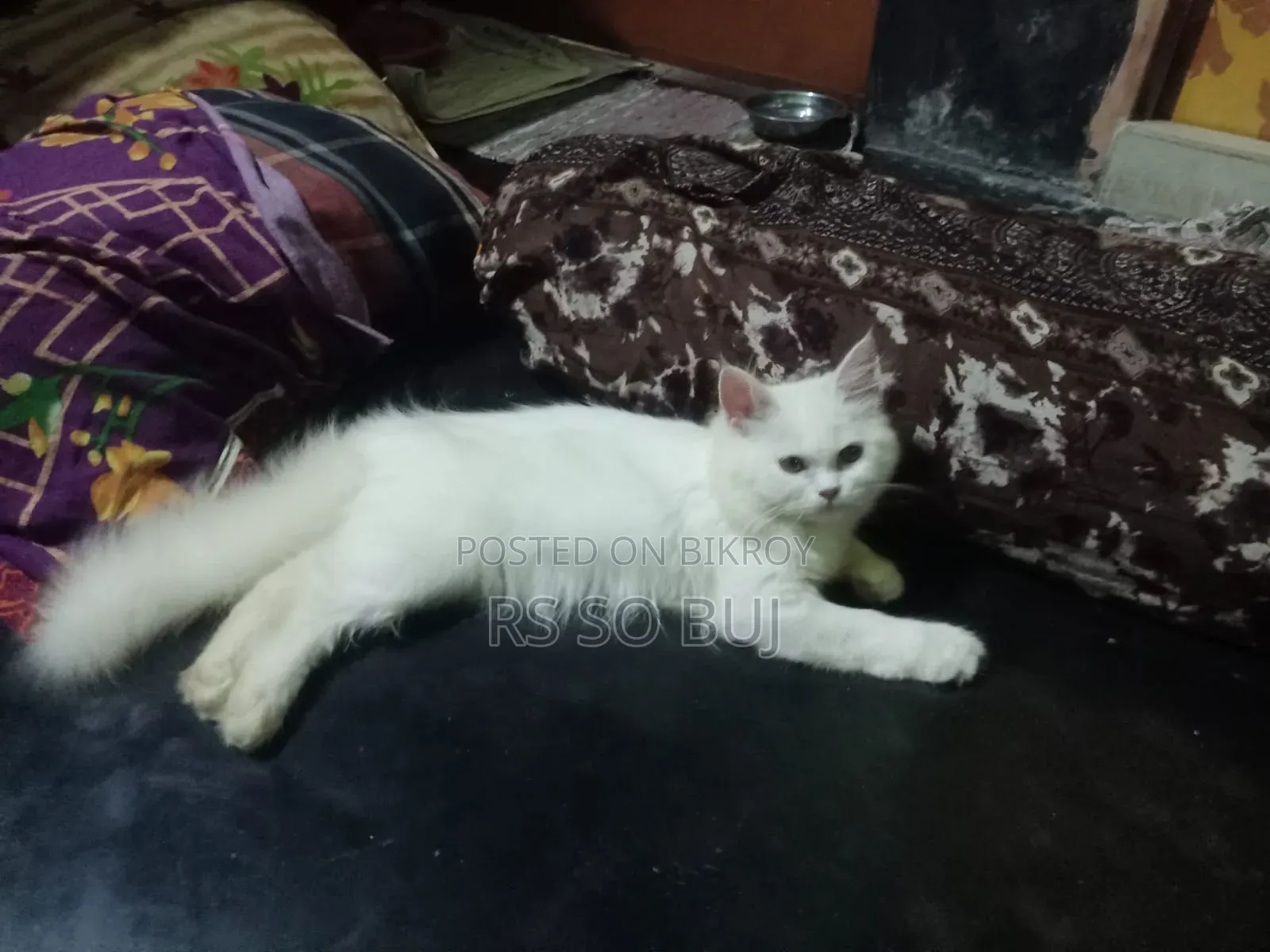 3-6 months Female Purebred Persian