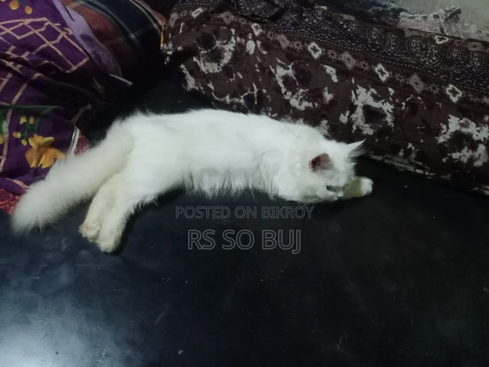 3-6 months Female Purebred Persian
