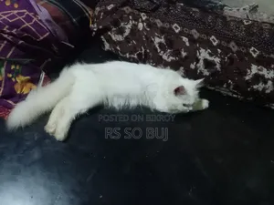 3-6 months Female Purebred Persian