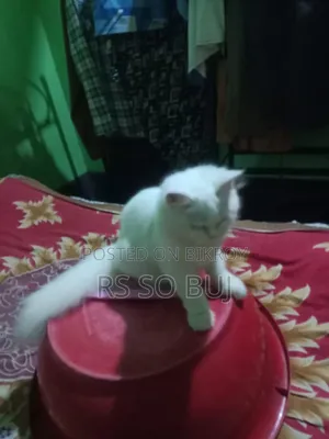3-6 months Female Purebred Persian