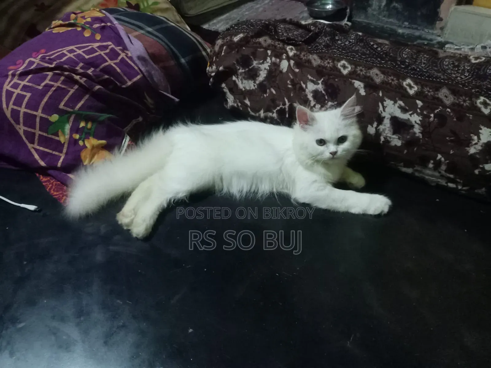 3-6 months Female Purebred Persian