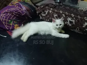 3-6 months Female Purebred Persian