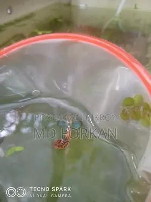 ব্লু বেরি পার্পল ড্রাগন গাপ্পি এবং ডাম্বো মোজাইক