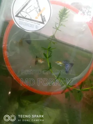 ব্লু বেরি পার্পল ড্রাগন গাপ্পি এবং ডাম্বো মোজাইক