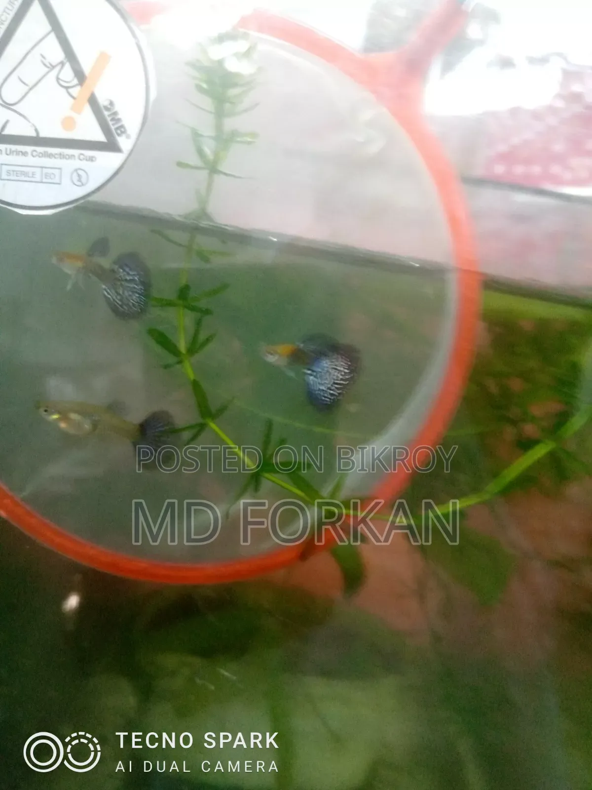 ব্লু বেরি পার্পল ড্রাগন গাপ্পি এবং ডাম্বো মোজাইক