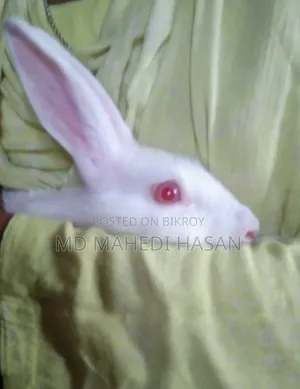 ফিমেল খরগোশ