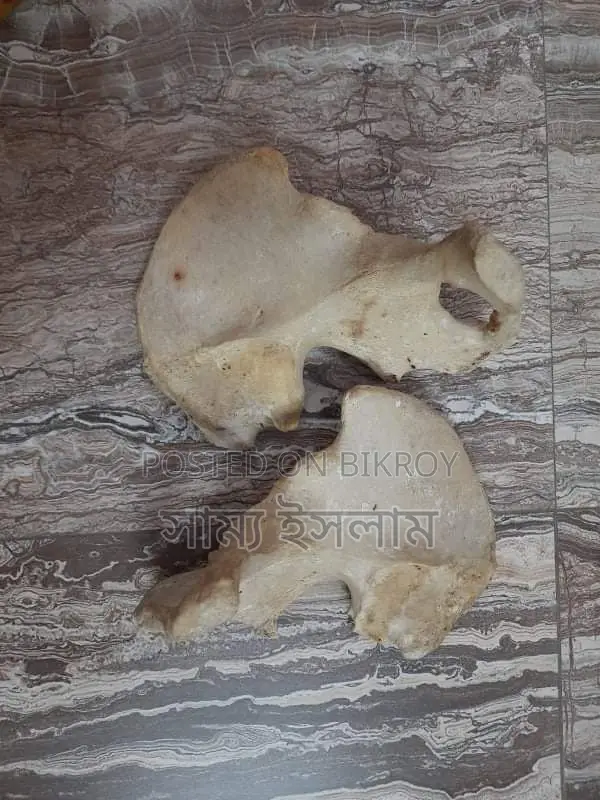 Fresh Bones
