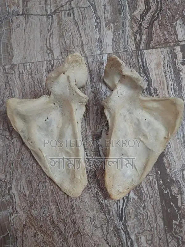 Fresh Bones