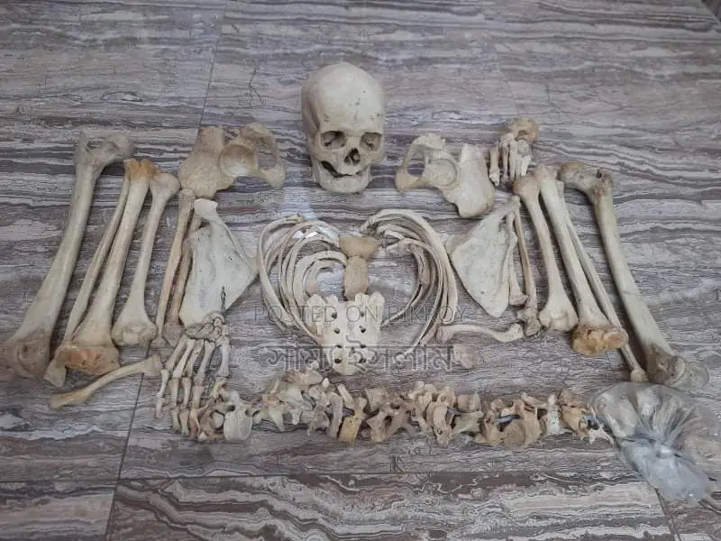 Fresh Bones
