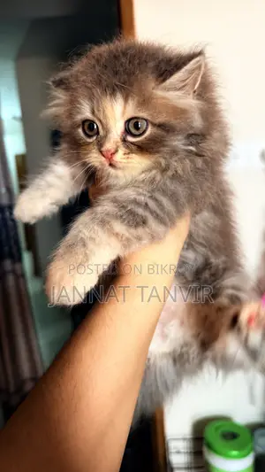 1-3 months Female Purebred Tabby