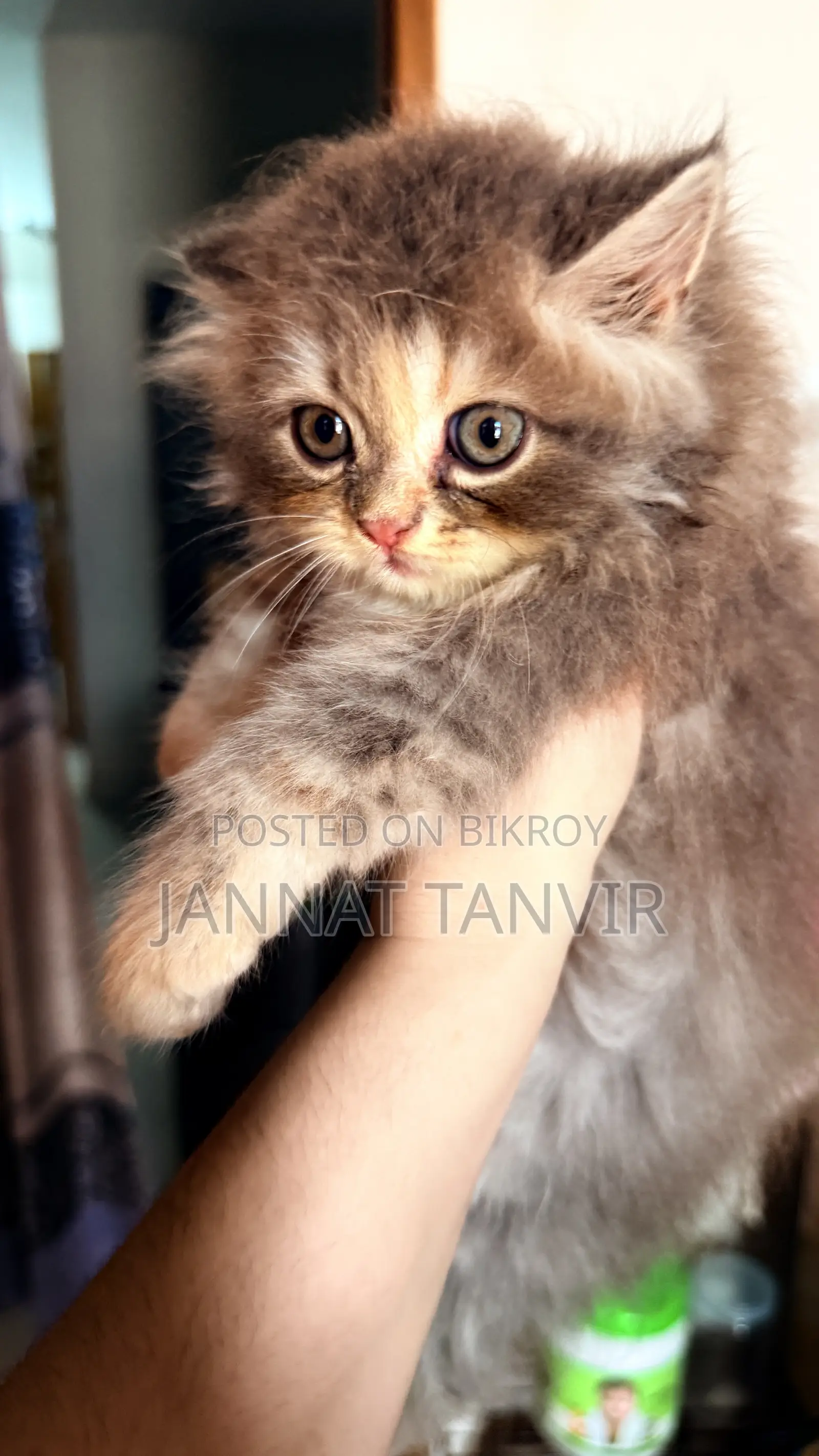 1-3 months Female Purebred Tabby