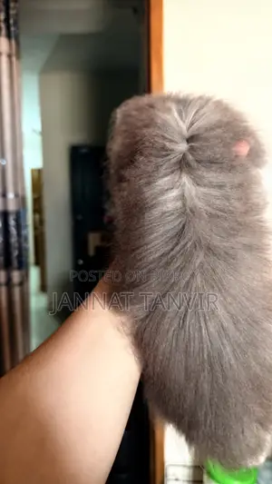1-3 months Female Purebred Tabby