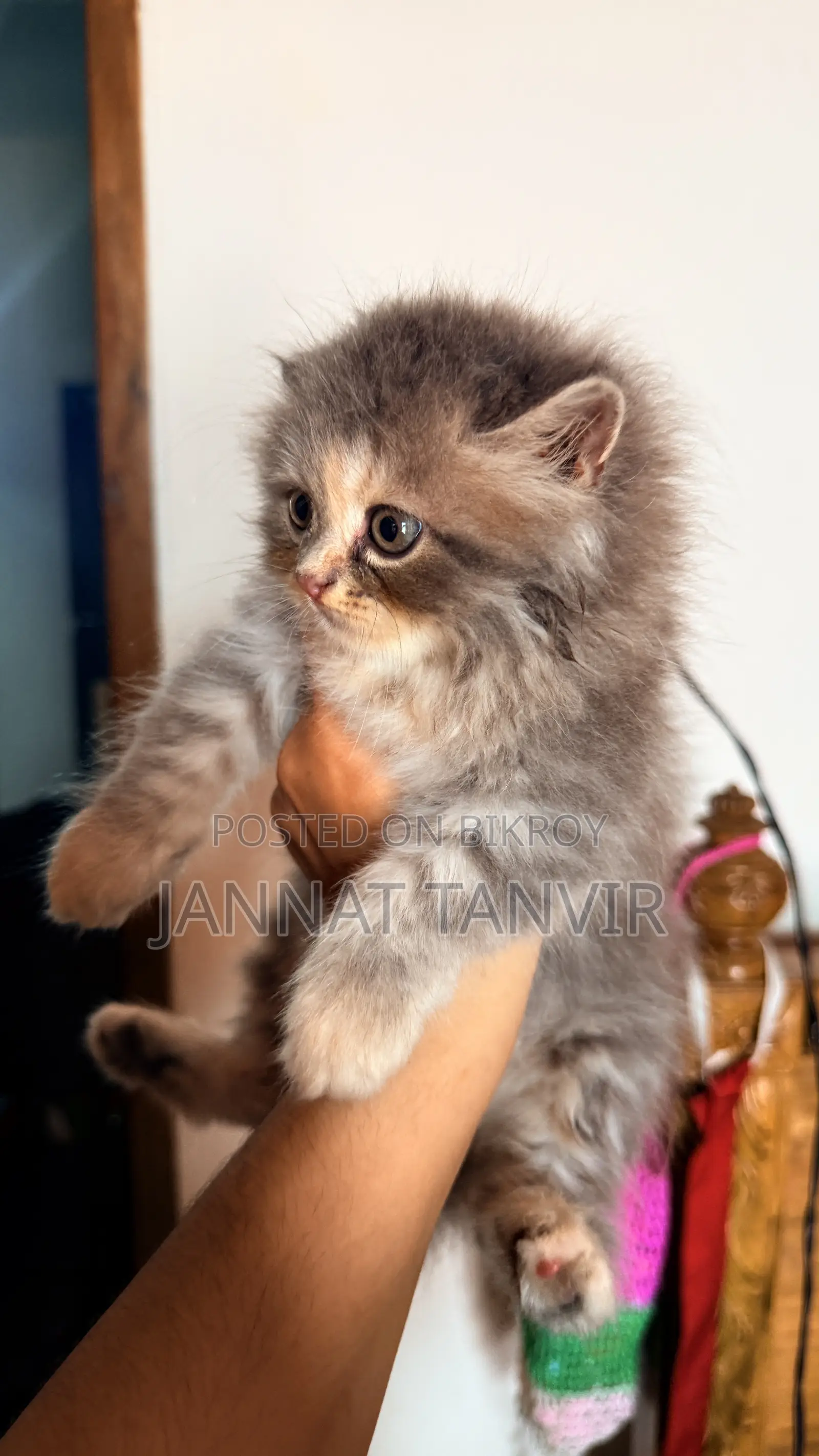 1-3 months Female Purebred Tabby