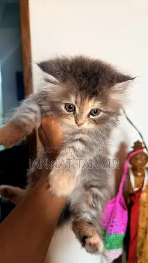 1-3 months Female Purebred Tabby