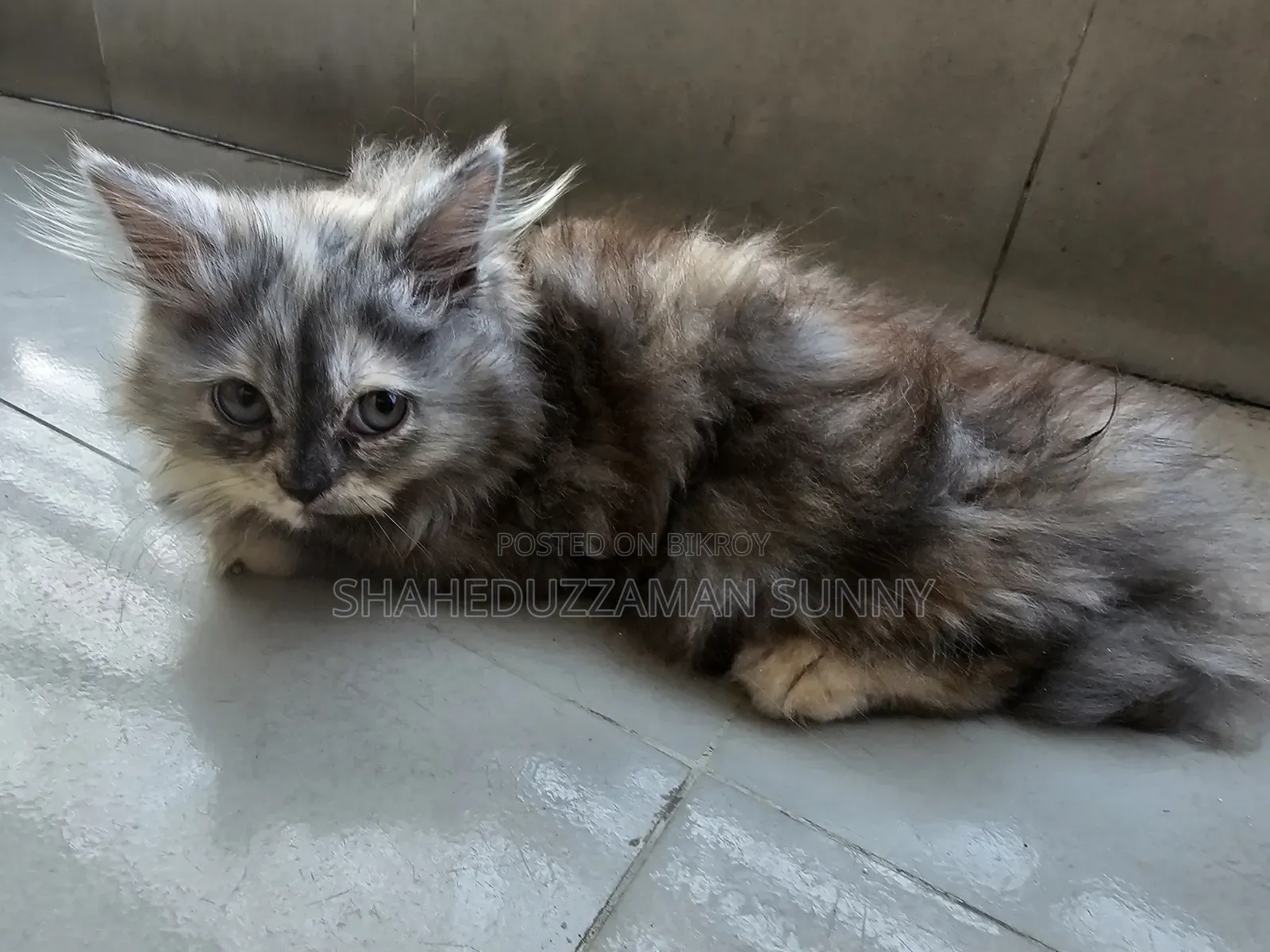 ১-৩ মাস বয়সী পুরুষ মিক্সড ব্রিড এক্সোটিক