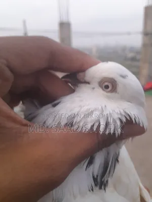 নাজরা কালদম