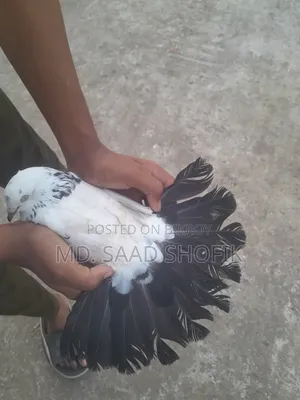 নাজরা কালদম