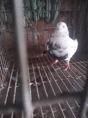 নাজরা কালদম