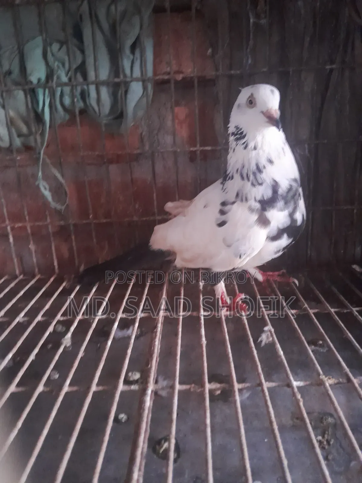 নাজরা কালদম