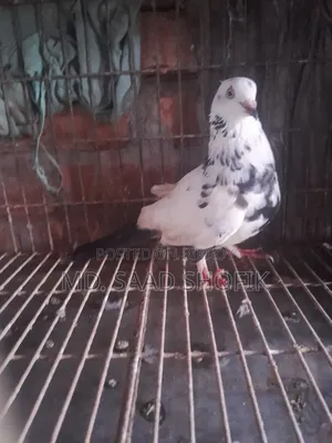 নাজরা কালদম