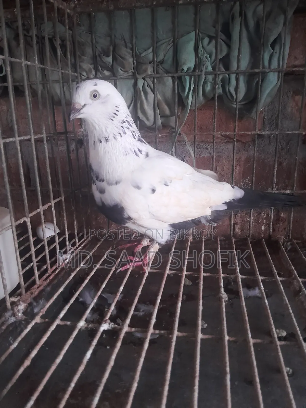 নাজরা কালদম