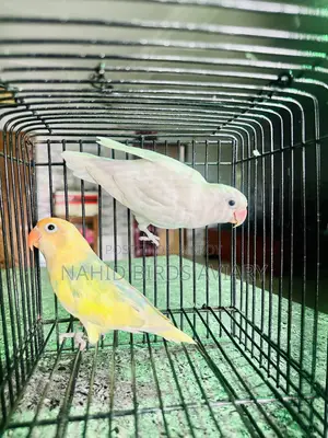 Lovebird DNA Pair