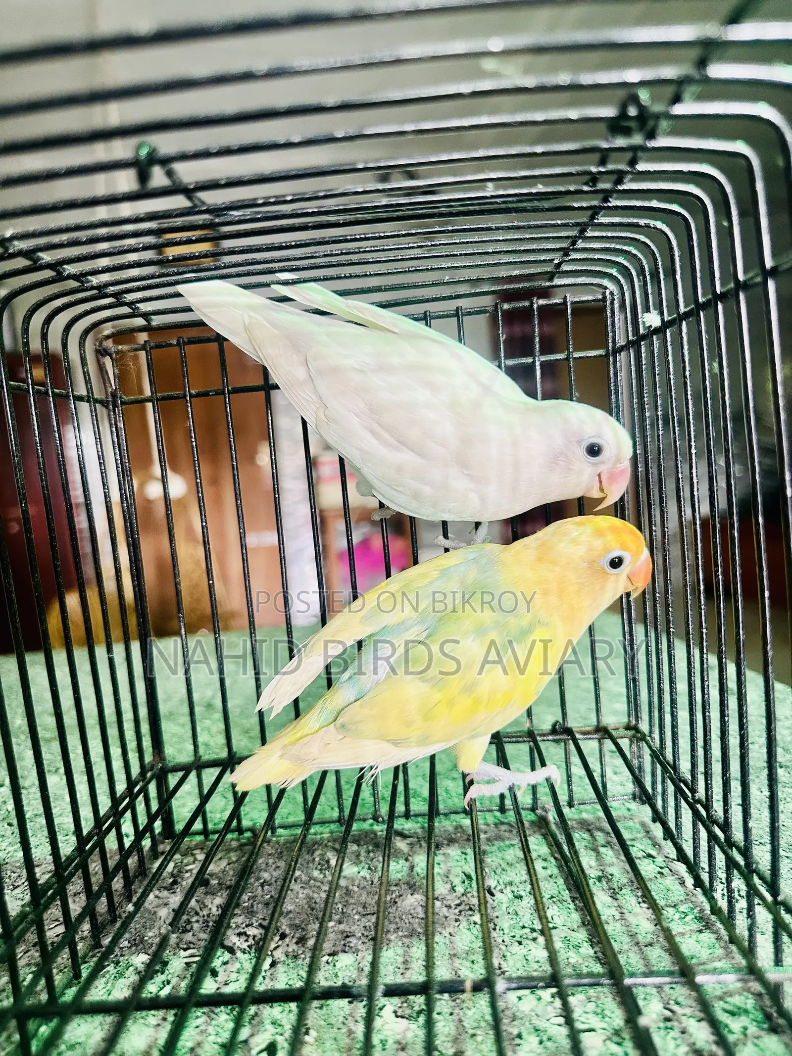 Lovebird DNA Pair