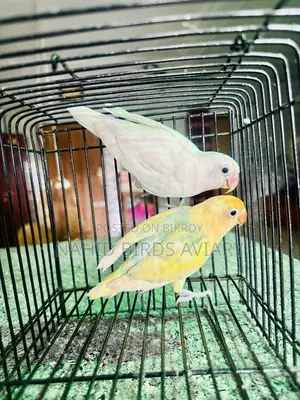 Lovebird DNA Pair