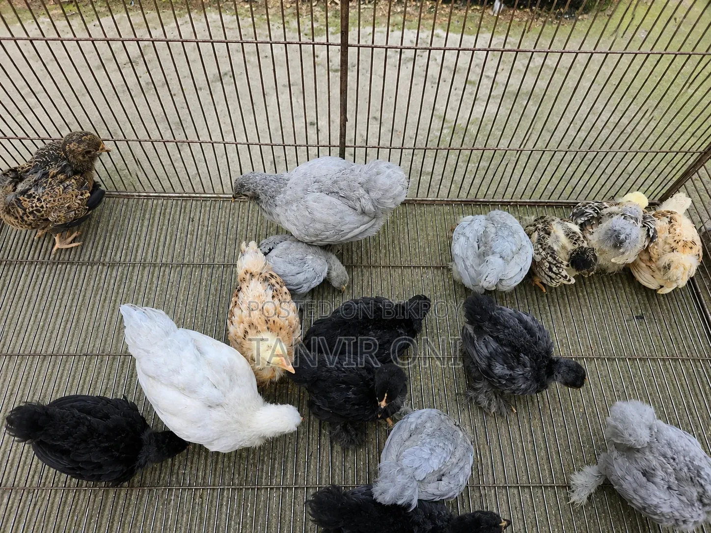 কোচিন মুরগী বাচ্চা