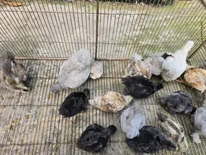 কোচিন মুরগী বাচ্চা