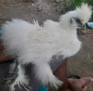 Silkie Chicken