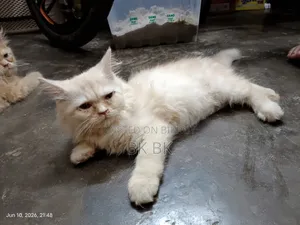 1-3 Months Female Purebred Persian